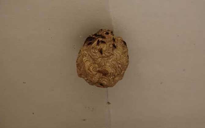 馬蜂