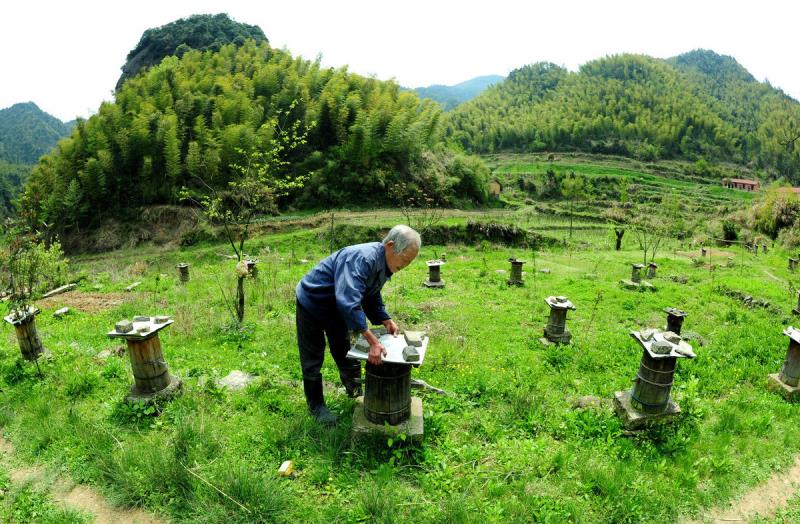 冬天蜜蜂結(jié)團近距離搬遷有回蜂嗎？該注意哪些問題？