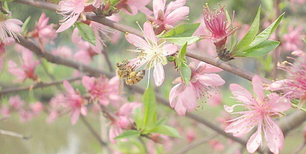 【蜜蜂知識】關于養蜜蜂的基礎知識 關于養蜜蜂的基礎知識