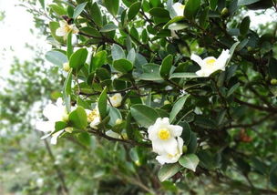 暗室養(yǎng)蜂是如何避免甘露和茶花蜜中毒的（茶花盛期怎么管理）