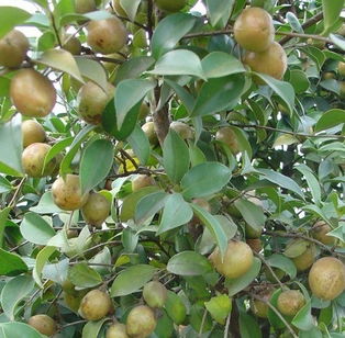 暗室養(yǎng)蜂是如何避免甘露和茶花蜜中毒的（茶花盛期怎么管理）