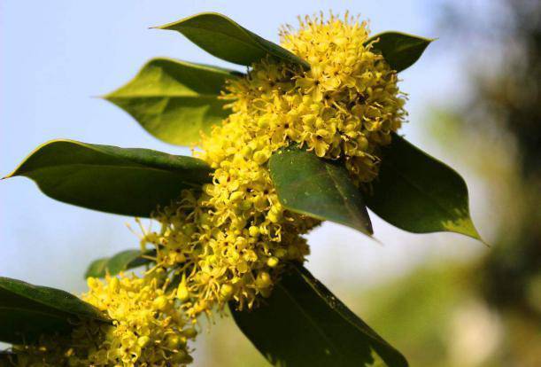 各個季節(jié)的蜜源植物（一年四季蜜源植物）