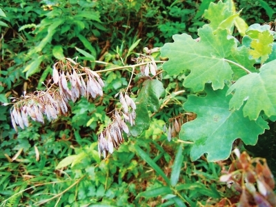 中蜂的四大蜜源植物有哪些？(常見的中蜂蜜源)