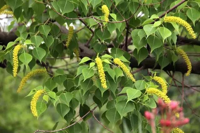 一顆桂花樹可養(yǎng)多少蜜蜂