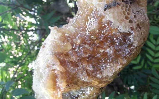小蜜蜂和大蜜蜂的區別（小蜜蜂和大蜜蜂的產量對比）