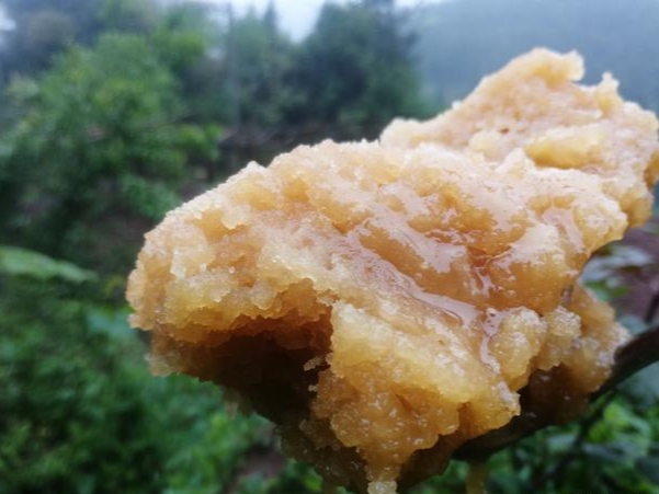 取蜂蜜的最佳時間（你不知道的三種取蜜方式和割蜜時間）