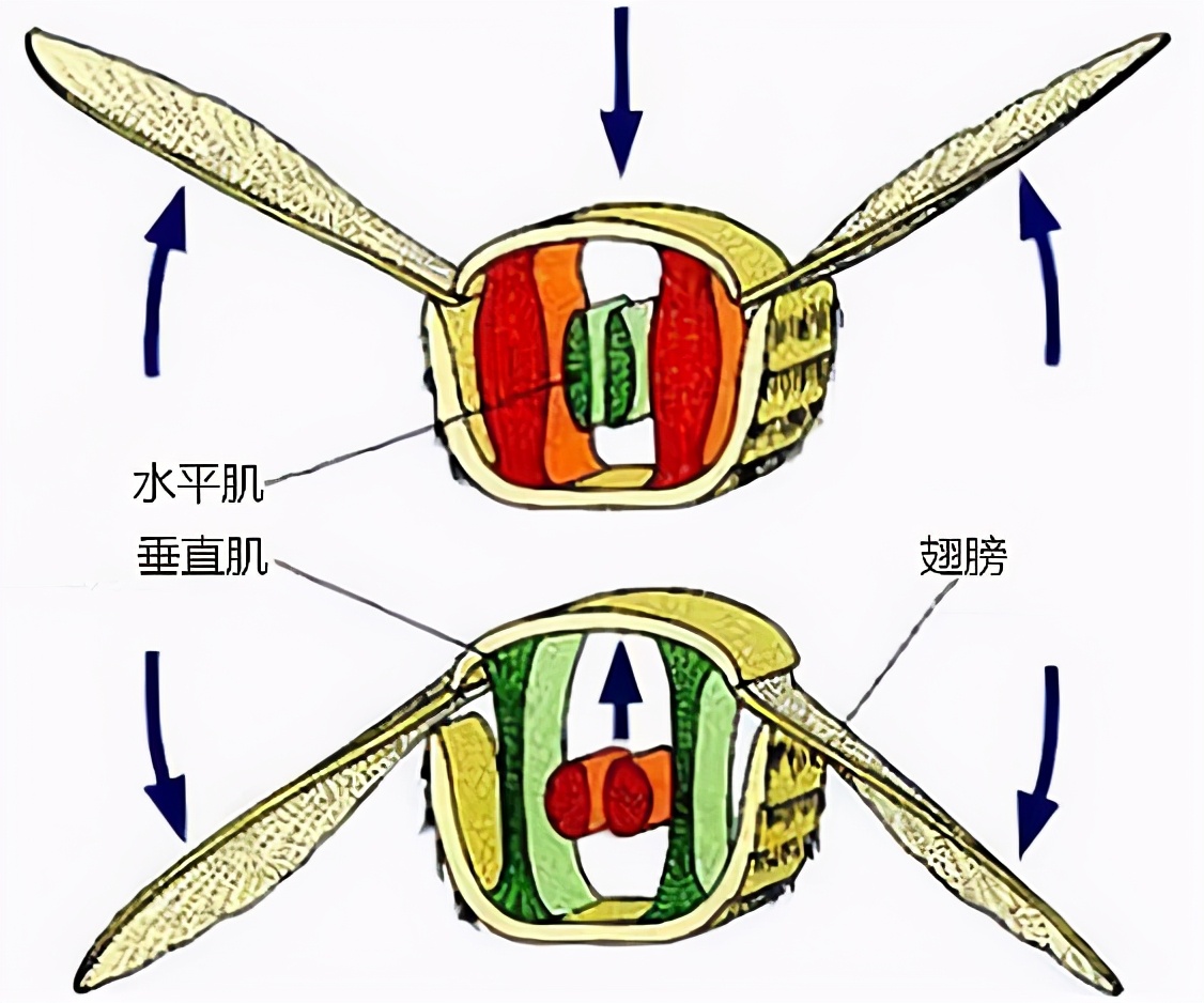 蜜蜂有幾對(duì)翅膀？(蜜蜂是怎么飛上天的)