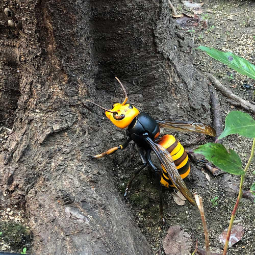 中國(guó)大虎頭蜂的毒屬什么性（被虎頭蜂咬了怎么處理？）