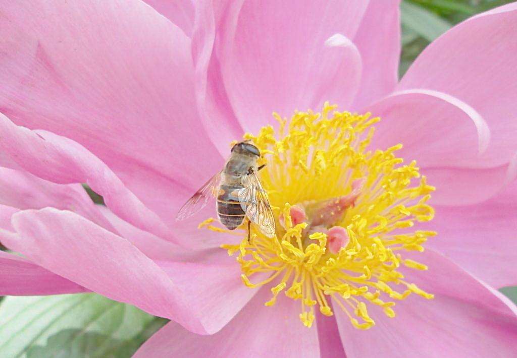 【蜜蜂知識】蜜蜂蜇了怎么消腫止癢 蜜蜂蜇了怎么消腫止癢