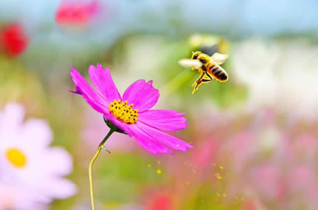 【蜜蜂知識(shí)】蜜蜂自然分蜂前有什么特點(diǎn)？