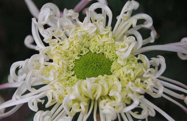 野菊花什么時候開花（野菊花什的開哈時間和泌蜜情況）
