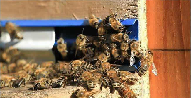 中蜂搖蜜蜂場的蜂為什么會打架（蜜蜂打架的起因及處理辦法 ）
