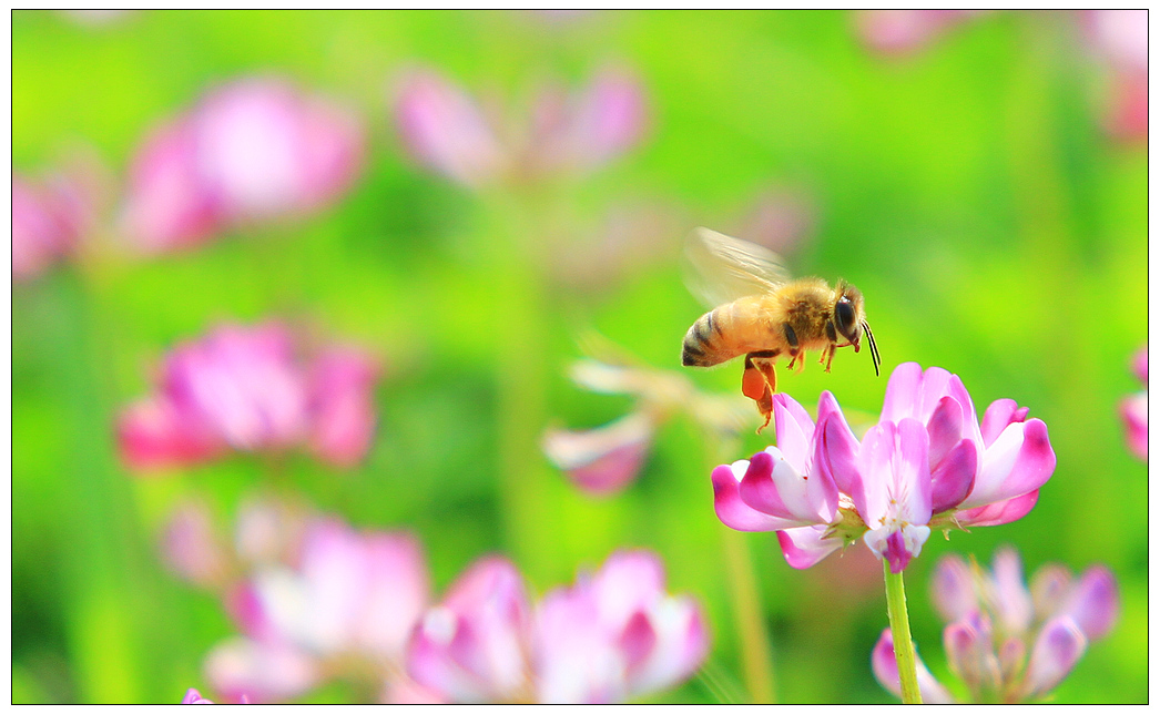 蜜蜂喜歡什么樣的顏色？(蜜蜂會(huì)討厭什么顏色的花)