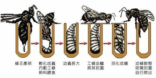 為什么雄蜂壽命比工蜂短？
