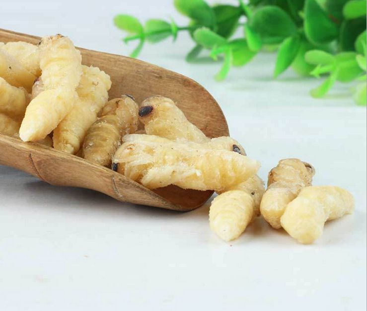如何區(qū)別蜜蜂蛹和胡蜂蛹？