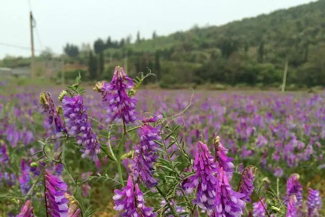 苕子花什么時候開花（苕子是什么植物）