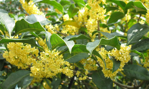鄉(xiāng)下野外主要蜜源植物有哪些（5種農(nóng)村常見的蜜源植物）