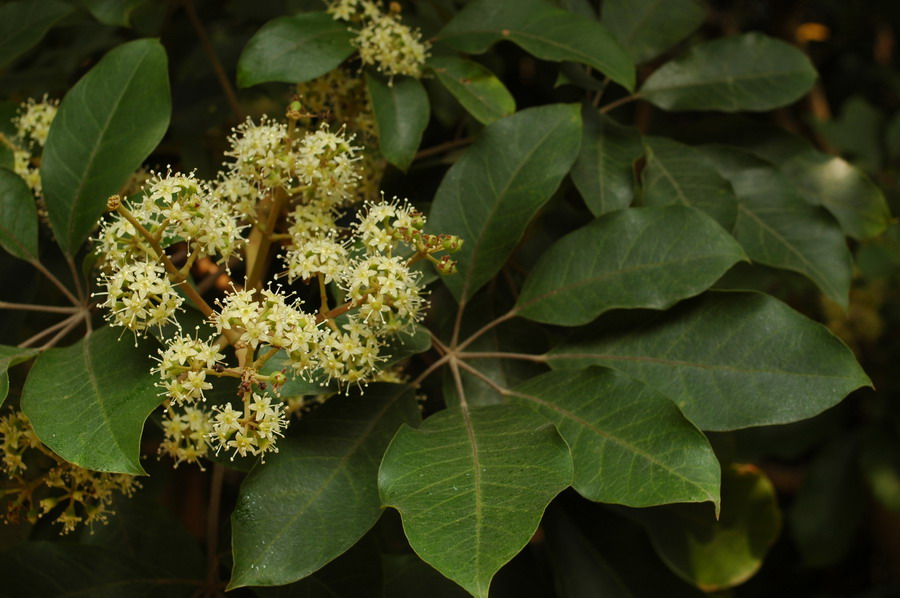 鄉(xiāng)下野外主要蜜源植物有哪些（5種農(nóng)村常見的蜜源植物）
