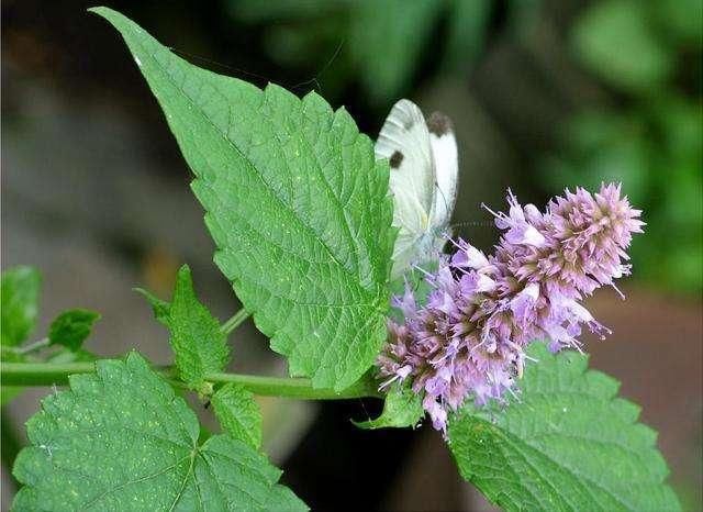 鄉(xiāng)下野外主要蜜源植物有哪些（5種農(nóng)村常見的蜜源植物）