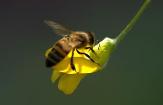 蜜蜂養(yǎng)殖有什么風(fēng)險(xiǎn)（蜜蜂養(yǎng)殖風(fēng)險(xiǎn)大嗎）