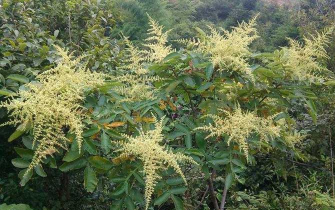 五倍子花什么時(shí)候開始流蜜（五倍子幾月份開花流蜜）