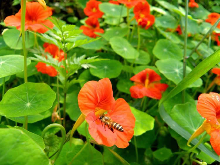 蜜蜂的資料有哪些內容？