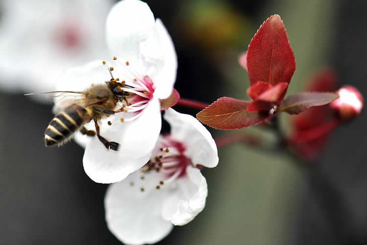 蜜蜂的資料有哪些內容？