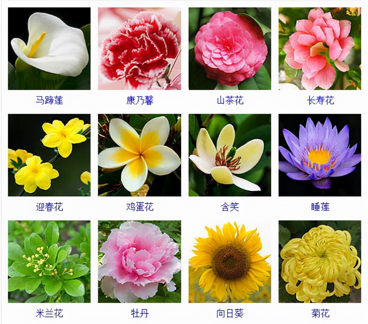 植物品種名稱大全（最常見的800種景觀觀花植物，附植物習性種植）