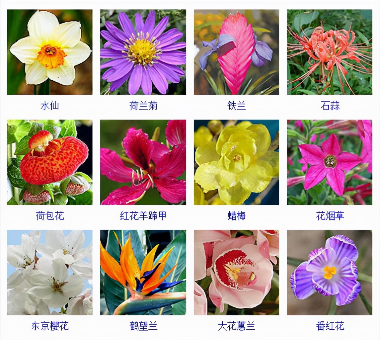 植物品種名稱大全（最常見的800種景觀觀花植物，附植物習性種植）