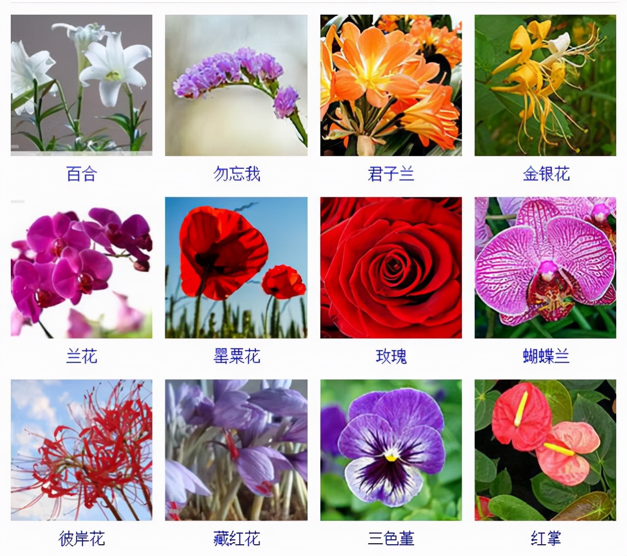 植物品種名稱大全（最常見的800種景觀觀花植物，附植物習性種植）