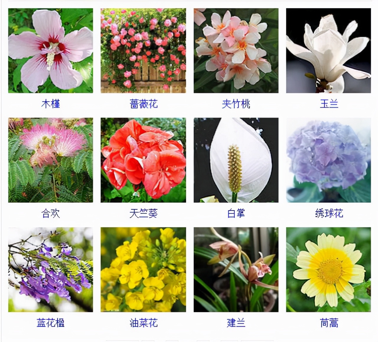 植物品種名稱大全（最常見的800種景觀觀花植物，附植物習性種植）