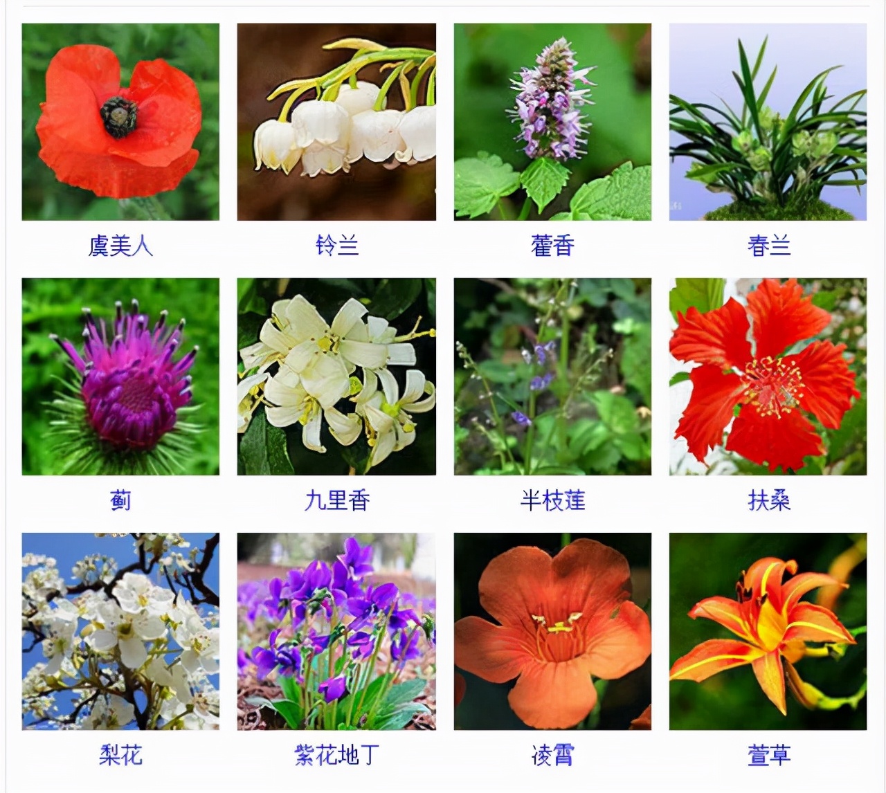 植物品種名稱大全（最常見的800種景觀觀花植物，附植物習性種植）