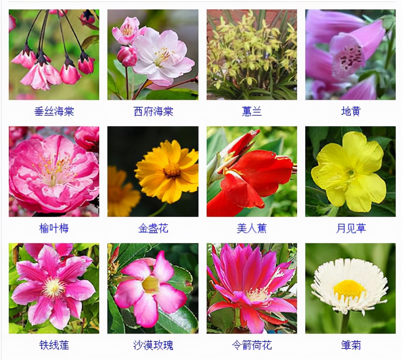 植物品種名稱大全（最常見的800種景觀觀花植物，附植物習性種植）