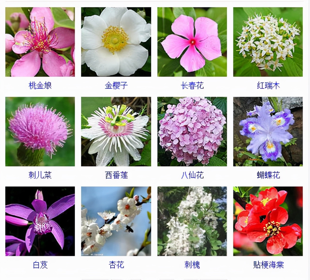 植物品種名稱大全（最常見的800種景觀觀花植物，附植物習性種植）