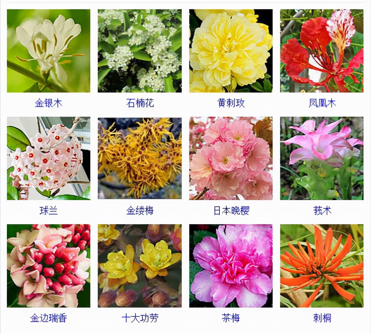 植物品種名稱大全（最常見的800種景觀觀花植物，附植物習性種植）