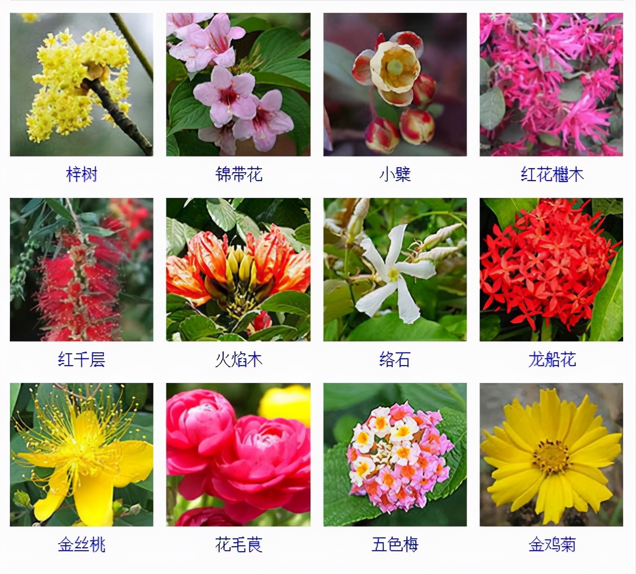 植物品種名稱大全（最常見的800種景觀觀花植物，附植物習性種植）