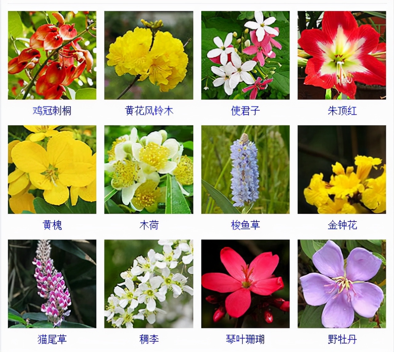 植物品種名稱大全（最常見的800種景觀觀花植物，附植物習性種植）