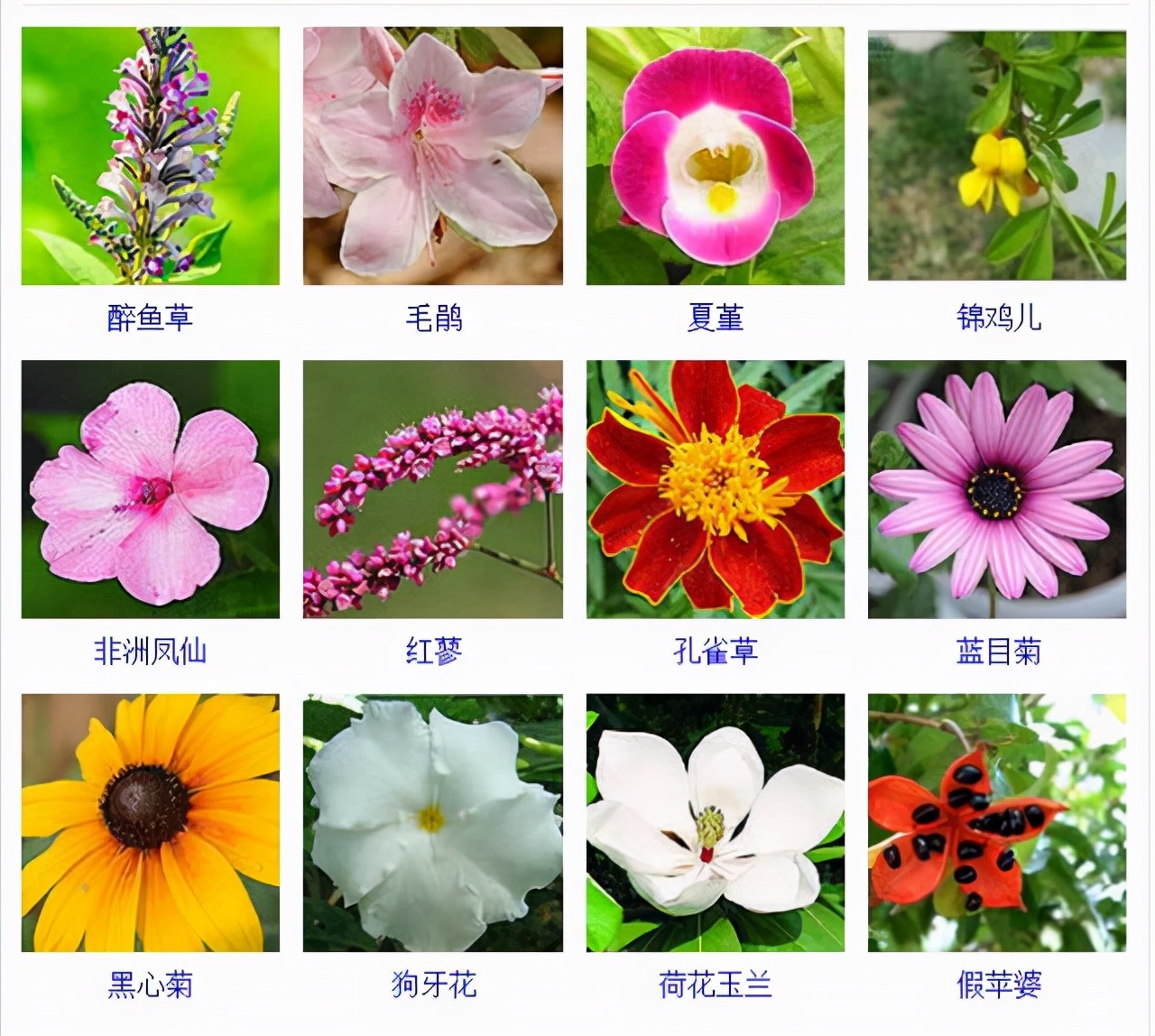 植物品種名稱大全（最常見的800種景觀觀花植物，附植物習性種植）