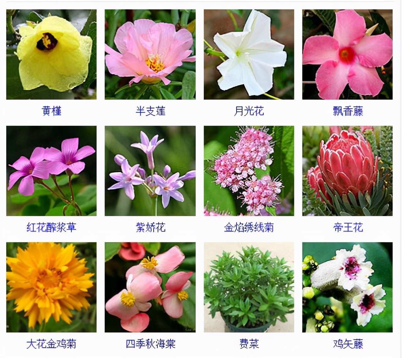 植物品種名稱大全（最常見的800種景觀觀花植物，附植物習性種植）
