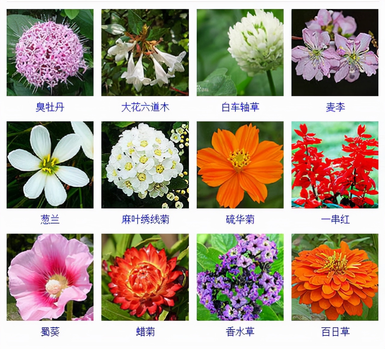 植物品種名稱大全（最常見的800種景觀觀花植物，附植物習性種植）