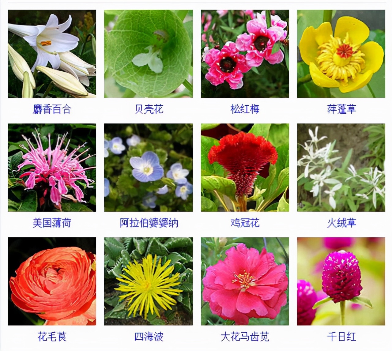 植物品種名稱大全（最常見的800種景觀觀花植物，附植物習性種植）