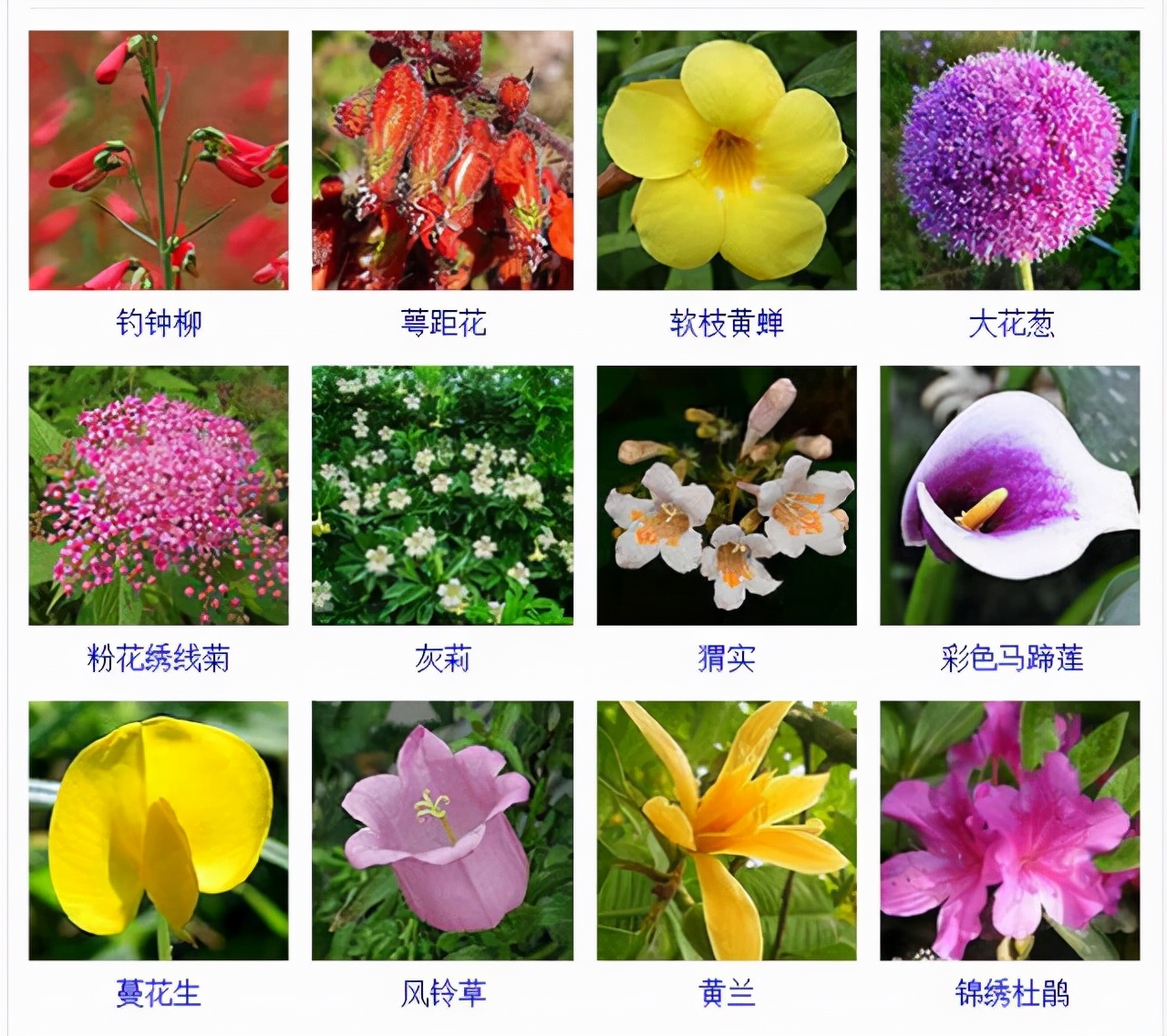 植物品種名稱大全（最常見的800種景觀觀花植物，附植物習性種植）