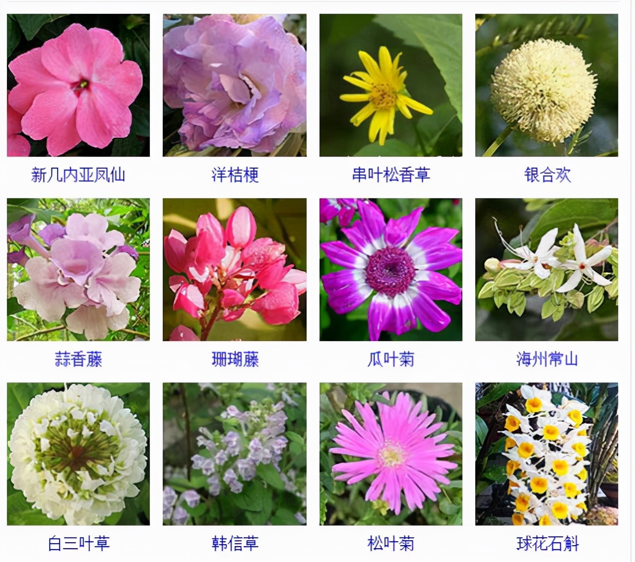 植物品種名稱大全（最常見的800種景觀觀花植物，附植物習性種植）