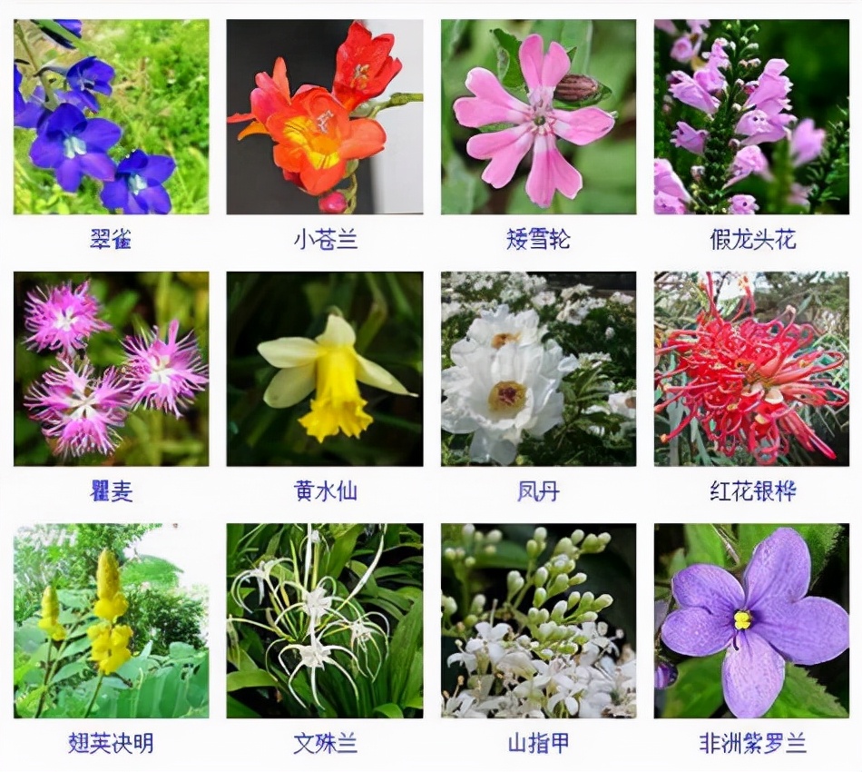 植物品種名稱大全（最常見的800種景觀觀花植物，附植物習性種植）