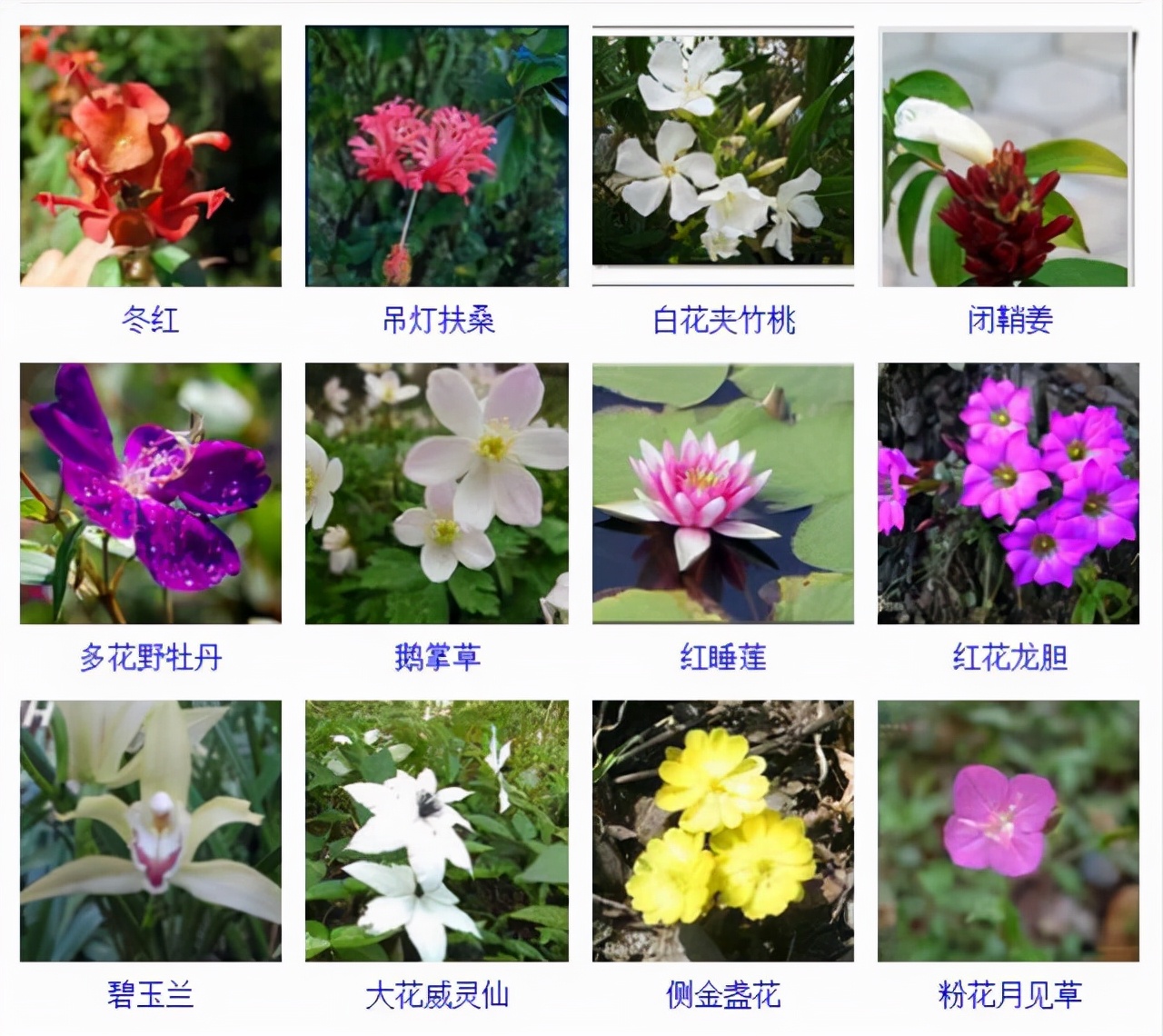 植物品種名稱大全（最常見的800種景觀觀花植物，附植物習性種植）