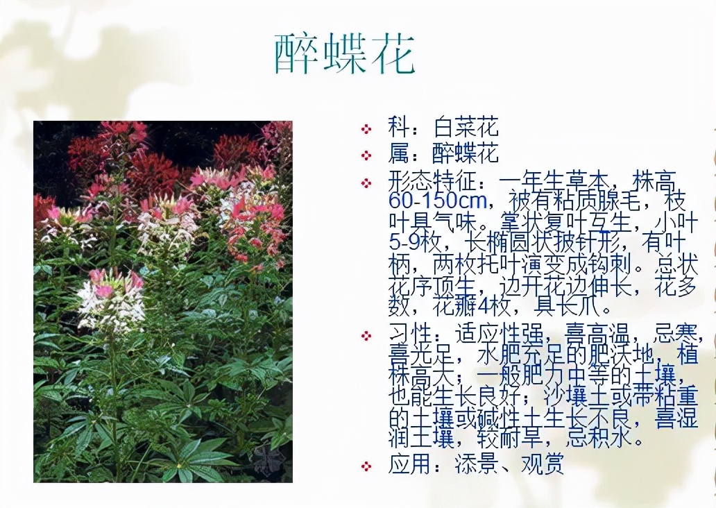 植物品種名稱大全（最常見的800種景觀觀花植物，附植物習性種植）