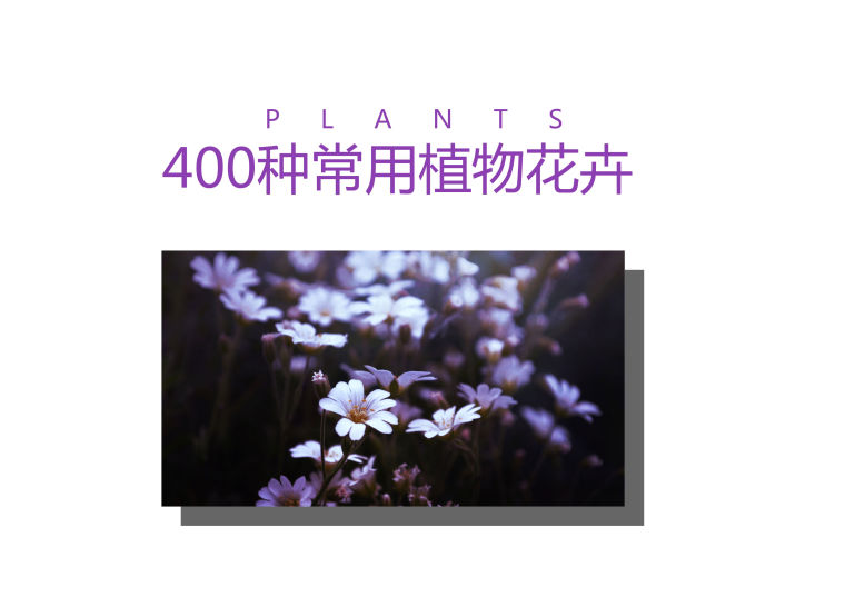 植物品種名稱大全（最常見的800種景觀觀花植物，附植物習性種植）