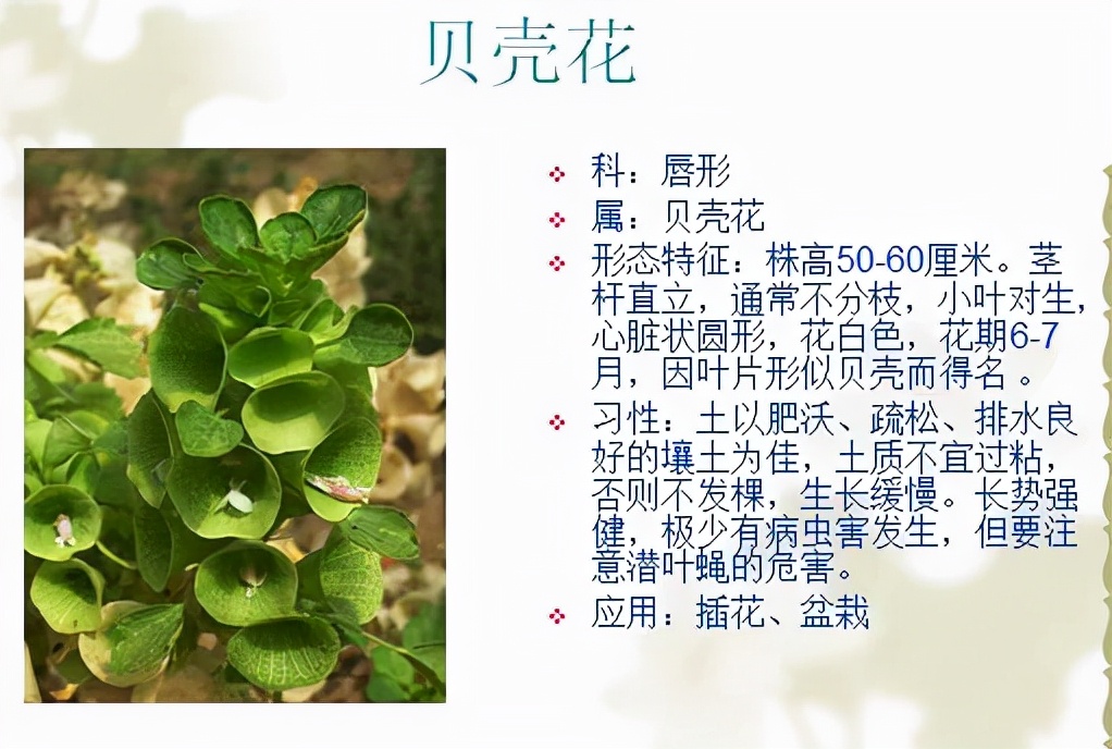 植物品種名稱大全（最常見的800種景觀觀花植物，附植物習性種植）