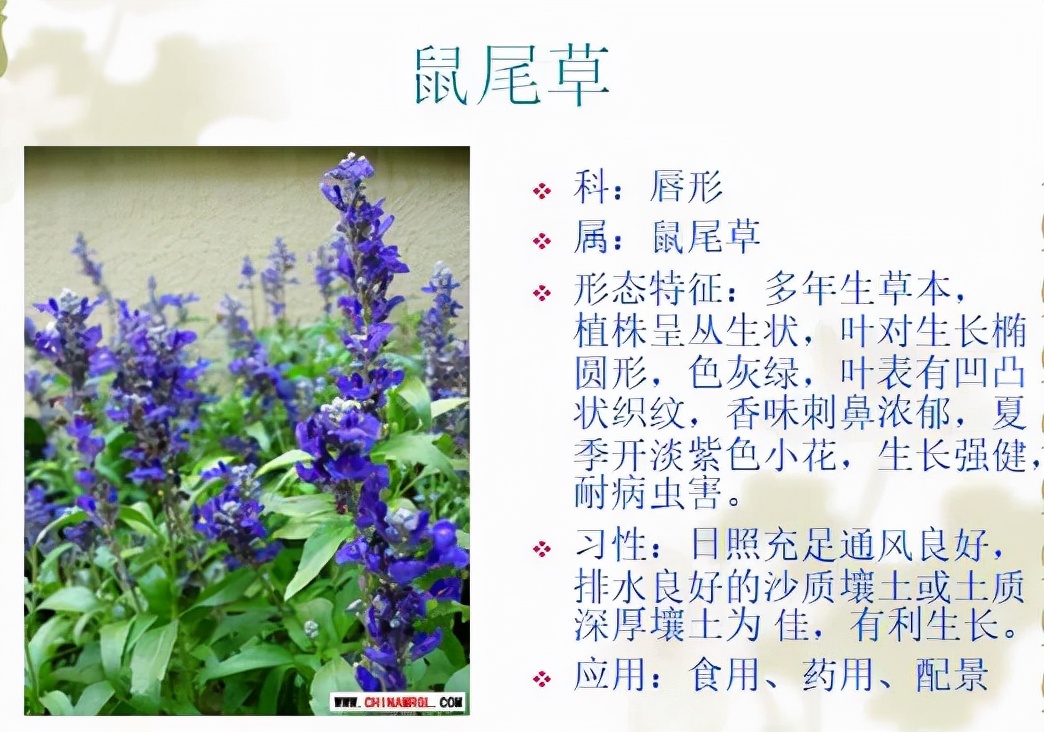 植物品種名稱大全（最常見的800種景觀觀花植物，附植物習性種植）