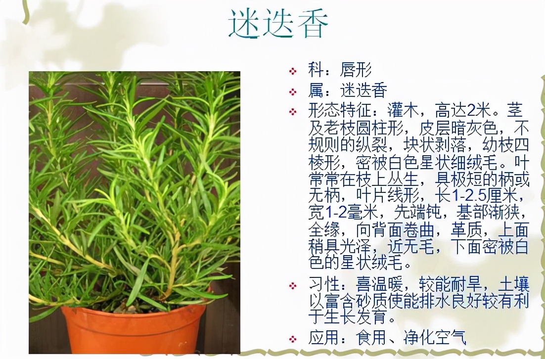 植物品種名稱大全（最常見的800種景觀觀花植物，附植物習性種植）